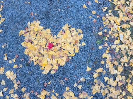イチョウともみじで作ったハート3 モミジ,紅葉,ハートの写真素材