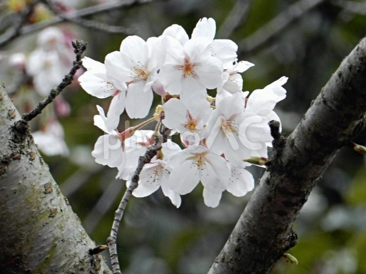 【桜の写真】桜が咲く風景 桜,さくら,サクラの写真素材