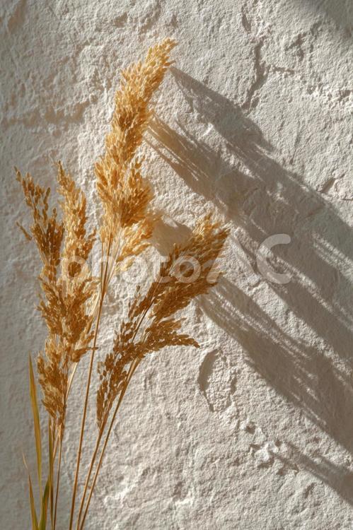 柔らかな光が当たる壁に寄りかかる稲穂 稲穂,稲,植物の写真素材