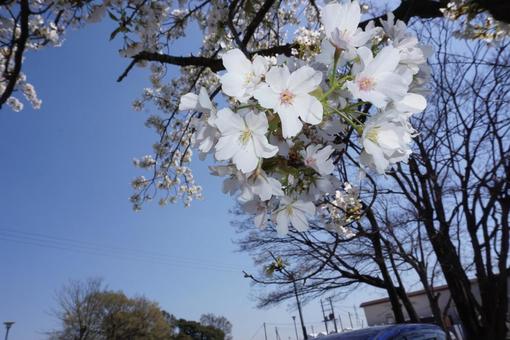 サクラサク サクラサクの写真
