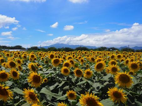 座間のひまわり畑 ひまわり,ひまわり畑,畑の写真素材