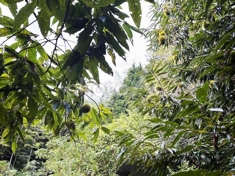 実る栗の木 栗,山,自然の写真素材