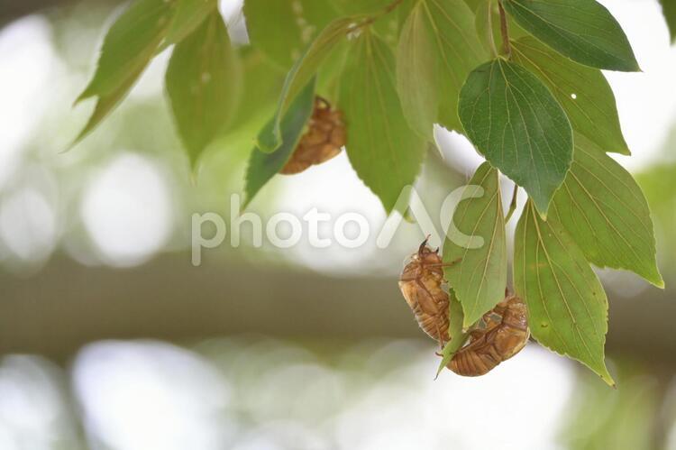 夏たちの抜け殻 蝉,夏,抜け殻の写真素材