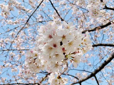 桜b 桜bの写真