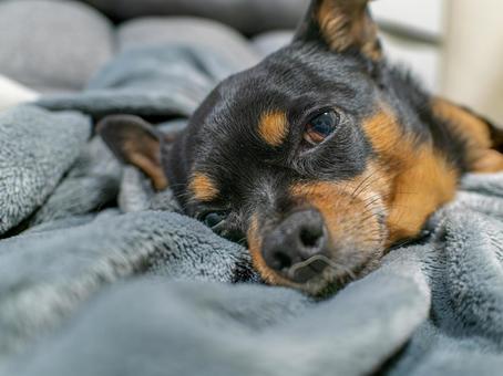 ソファで寝る小型犬・チワワ・ミニピン ソファで寝る小型犬・チワワ・ミニピン 犬,わんこ,ペットの写真素材