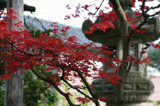 日本庭園と紅葉 日本庭園と紅葉の写真