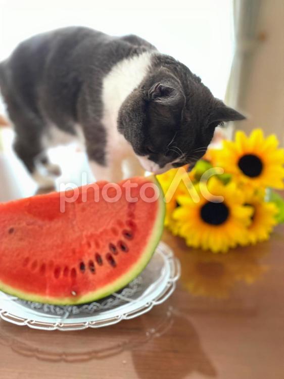 ねことスイカとひまわり② スイカ,すいか,西瓜の写真素材