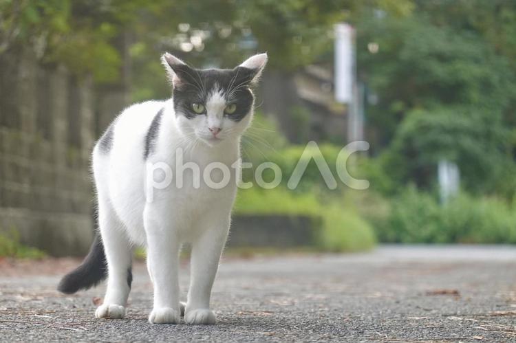 こちらを見つめるハチワレ白黒猫 ニャンコ,ネコ,キャットの写真素材