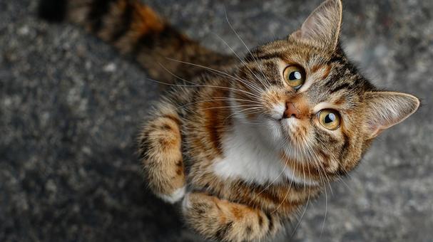A cat standing up, staring at me, cat, stare, one, JPG