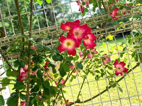 代々木公園のバラ園・赤いつるバラ バラ,薔薇,つるバラの写真素材