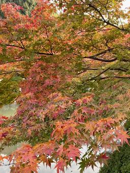 紅葉 もみじ,秋,紅葉の写真素材