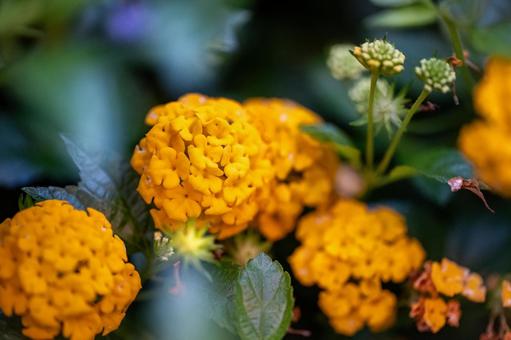 ランタナの写真