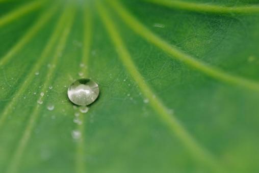Water droplets on the water-repellent leaves of lotus, JPG