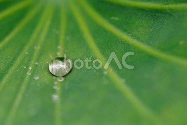 ハスの撥水の葉に水滴 蓮,鮮やか,葉の写真素材