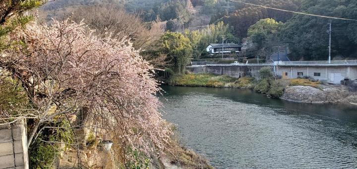 桜と川 桜と川の写真