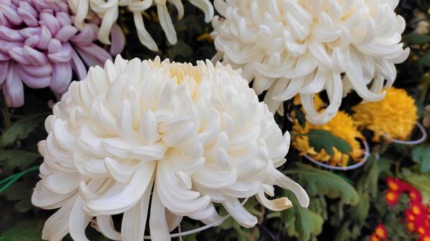 Chrysanthemum 001 that colors late autumn, JPG Chrysanthemum 001 that colors late autumn, chrysanthemum, gardening, appreciation, JPG