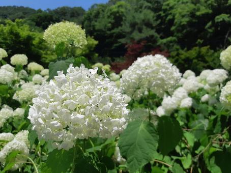 白いアジサイ01 白いアジサイ01 紫陽花,アジサイ,白の写真素材