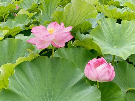 ハス ハス ハス,蓮,花びらの写真素材