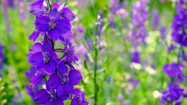 美しい紫色のデルフィニウムの花 美しい紫色のデルフィニウムの花の写真