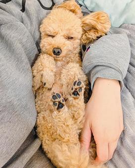 抱っこされて眠るトイプードル 犬,飼い主,寝るの写真素材