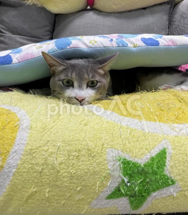 マットから顔を出すシロサバ猫 猫,ねこ,ネコの写真素材