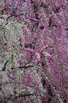 Photo, ume, spring, flower, 