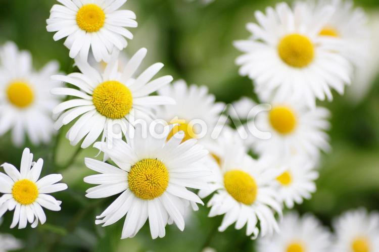 マーガレットの花のクローズアップ マーガレット,白い花,白色の写真素材