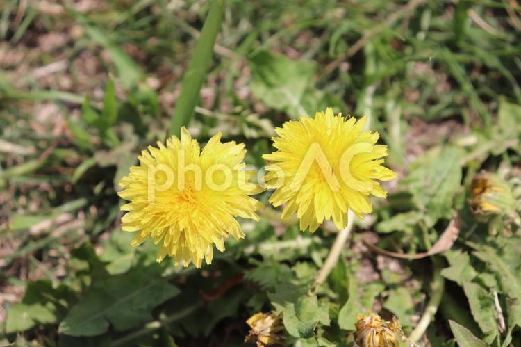 春のたんぽぽ 自然,花,植物の写真素材