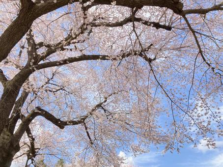 桜 桜 春,サクラ,空の写真素材