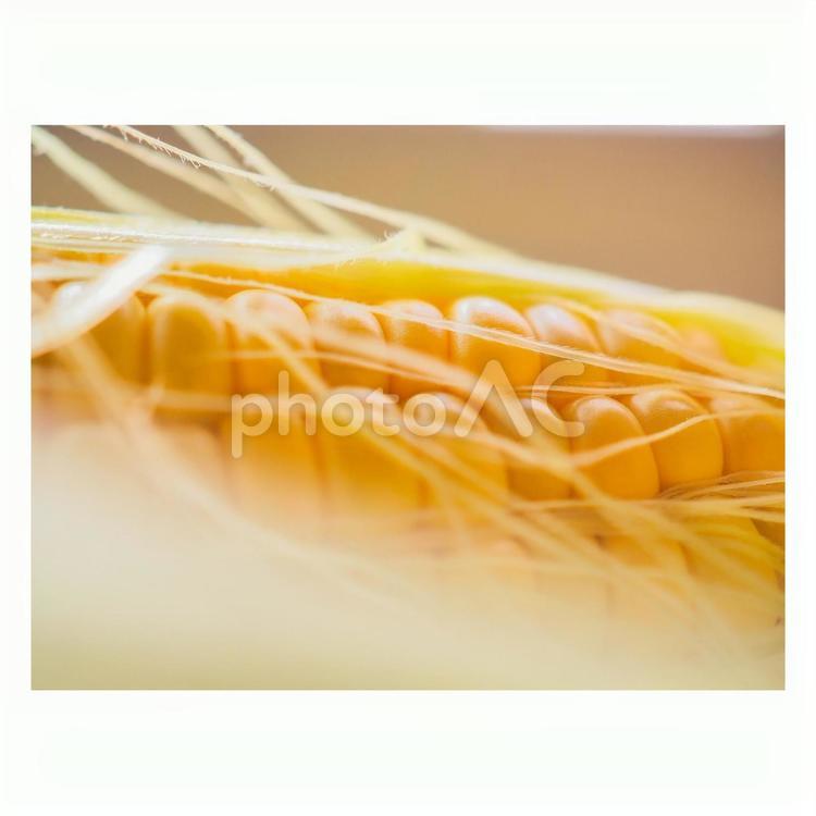 とうもろこし とうもろこし,パスタ,フードの写真素材