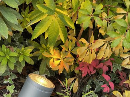 東京11月：花壇のライティング 2025 花壇,生垣,植物の写真素材