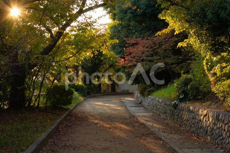 秋を感じる風景 快晴,木,植物の写真素材