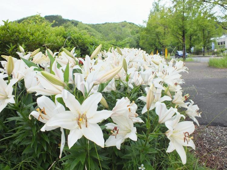 ギッシリと満開に咲いた百合 百合,花,百合の花の写真素材