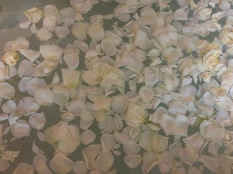 薔薇風呂 薔薇風呂 薔薇風呂,薔薇,バラの写真素材