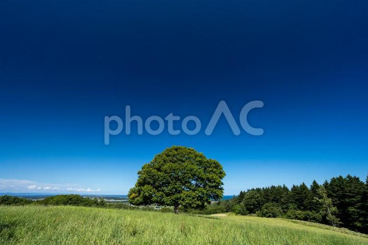 丘の上の一本木 いなか,きれい,のどかの写真素材