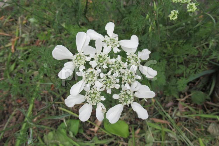 草地に咲くオルレア・ホワイトレースの花 オルレア,ホワイトレース,花の写真素材