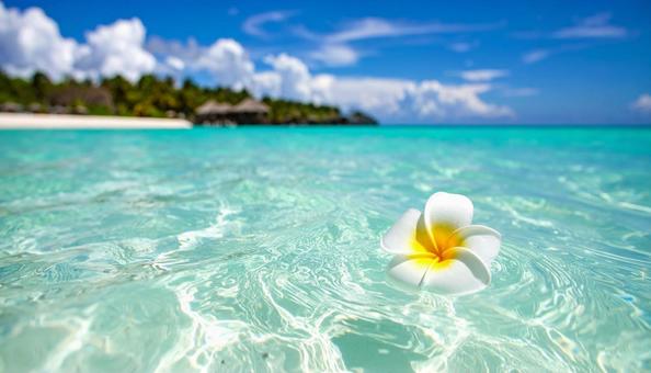 きれいな海を漂う一輪のプルメリアの花 きれいな海を漂う一輪のプルメリアの花の写真