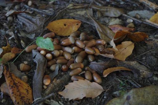 秋の山のドングリの集会　9 秋,どんぐり,ドングリの写真素材