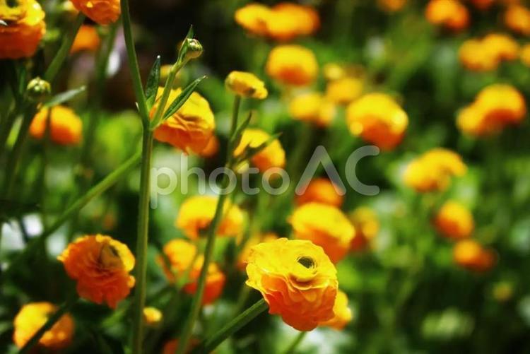 ビタミンカラー 花,黄色,天気の写真素材