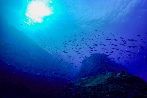 西伊豆・雲見 回遊する沢山の魚 西伊豆・雲見 回遊する沢山の魚の写真