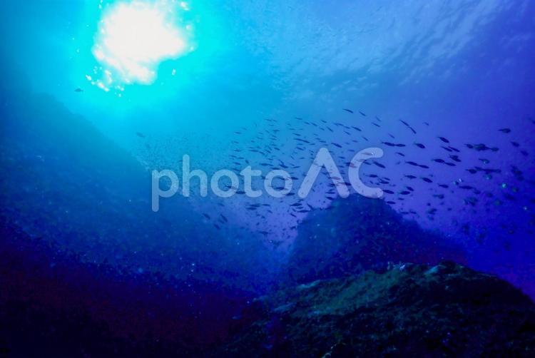 西伊豆・雲見　回遊する沢山の魚 スキューバダイビング,ダイビング,水中の写真素材