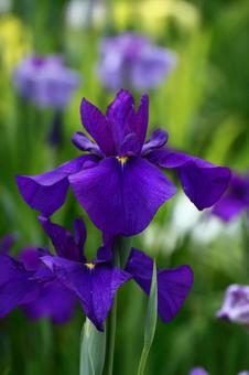 Pass the incense of Edo to now, JPG Pass the incense of Edo to now, plant, flower, iris, JPG