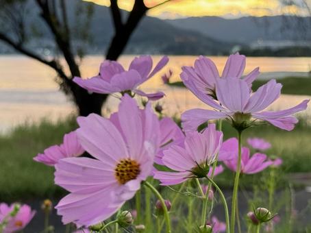 秋桜 秋桜,諏訪湖,コスモスの写真素材