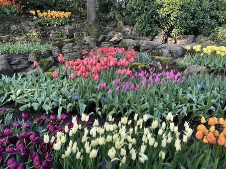 キューケンホフ公園の写真