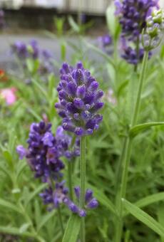 ラベンダー [Lavender]-002の写真
