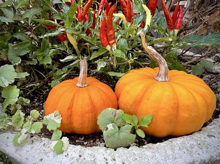 かぼちゃのある寄せ植え 01 寄せ植え,カボチャ,唐辛子の写真素材