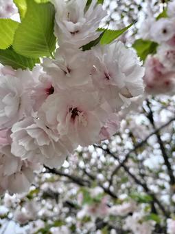 桜 春,花,桜の写真素材