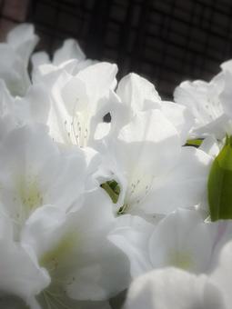 白いツツジの花のアップ 白いツツジの花のアップ つつじ,庭,鮮やかの写真素材
