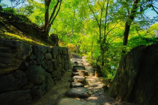 Photo, wakayama, wakayama city, plant, 