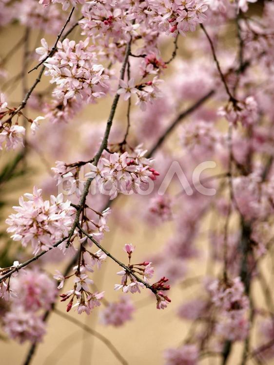 しだれ桜、桜、シダレザクラ さくら,桜,サクラの写真素材
